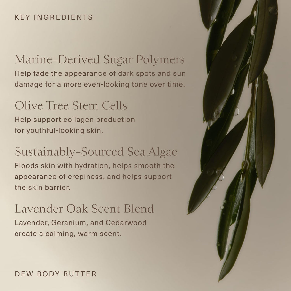 Oak Essentials Dew Body Butter, Whipped Shea Butter with Olive Tree Stem Cells and Sea Algae, Hydrating Body Moisturizer for Dry Skin, Crepiness, Firming, 5.3 Oz
